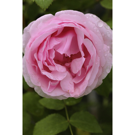 Ramblerrose, Rosa hybrida »Jasmina ®«, Blütenfarbe: violett-rosa