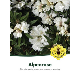 grandiflorum catawba rhododendron Boursault Catawba Rhododendron