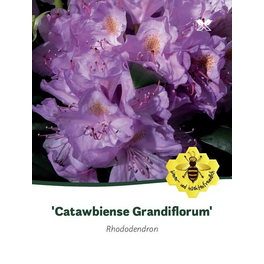 Rhododendron hybride »Catawbiense Grandiflorum«, lila, Höhe: 40 - 50 cm Rhododendron hybride »Catawbiense Grandiflorum«, lila, Höhe: 40 - 50 cm
