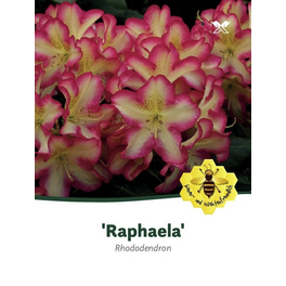 Rhododendron »Raphaela«, weiß/rosa, Höhe: 30 - 40 cm