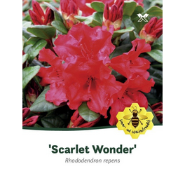 Rhododendron repens »Scarlet Wonder«, rot, Höhe: 20 - 25 cm