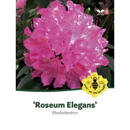 Rhododendron »Roseum Elegans«, rosa, Höhe: 40 - 50 cm