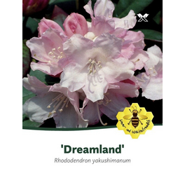 Rhododendron yakushimanum »Dreamland«, rosa, Höhe: 25 - 30 cm