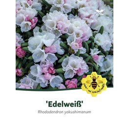 Rhododendron yakushimanum »Edelweiß«, weiß, Höhe: 25 - 30 cm