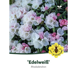 Rhododendron yakushimanum »Edelweiß«, weiß, Höhe: 30 - 40 cm Rhododendron yakushimanum »Edelweiß«, weiß, Höhe: 30 - 40 cm