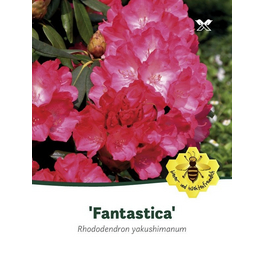 Rhododendron yakushimanum »Fantastica«, rosarot, Höhe: 25 - 30 cm