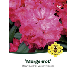 Rhododendron yakushimanum »Morgenrot«, rot, Höhe: 25 - 30 cm Rhododendron yakushimanum »Morgenrot«, rot, Höhe: 25 - 30 cm