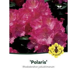 Rhododendron yakushimanum »Polaris«, rosa, Höhe: 25 - 30 cm