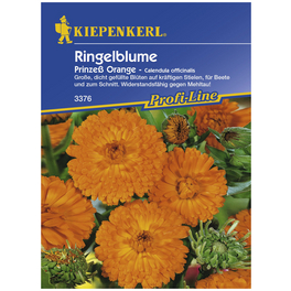 Ringelblume, Calendula officinalis, Samen, Blüte: orange