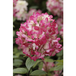 Rispenhortensie 'Diamant Rouge', paniculata, Topf: 23 cm, Blüten: rot/weiß Rispenhortensie 'Diamant Rouge', paniculata, Topf: 23 cm, Blüten: rot/weiß