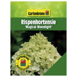 Rispenhortensie, Hydrangea paniculata »Magical Moonlight«, creme