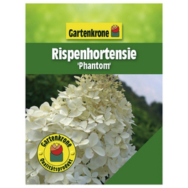 Rispenhortensie, Hydrangea paniculata »Phantom«, creme