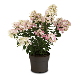 Rispenhortensie 'Magical Fire'®, paniculata, Topf: 25 cm, Blüten: weiß Rispenhortensie 'Magical Fire'®, paniculata, Topf: 25 cm, Blüten: weiß