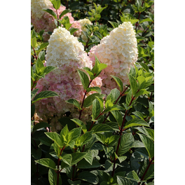Rispenhortensie 'Silver Dollar', paniculata, Topf: 23 cm, Blüten: weiß/rosa