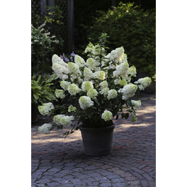 Rispenhortensie 'Sundae Fraise'®, paniculata, Topf: 23 cm, Blüten: weiß/rosa