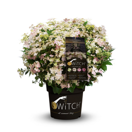 Rispenhortensie 'Switch'®, paniculata, Topf: 25 cm, Blüten: farbwechselnd