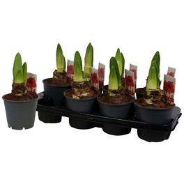 Ritterstern, Amaryllis Hybriden, Blütenfarbe: rot