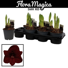 Ritterstern, Amaryllis Hybriden, Blütenfarbe: rot Ritterstern, Amaryllis Hybriden, Blütenfarbe: rot