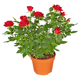 Rose, Rosa hybrid, Blüte: rot