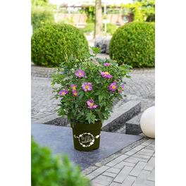 Rose, Rosa hybrida »Rosy Boom® Wildlife«, Blüte: lila