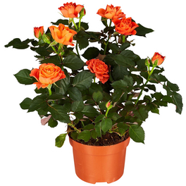 Rose, Rosa Hybriden, Blütenfarbe: orange Rose, Rosa Hybriden, Blütenfarbe: orange
