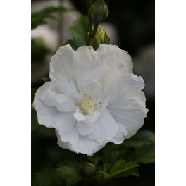 Roseneibisch, Hibiscus syriacus »White Chiffon«, Blätter: grün, Blüten: weiß