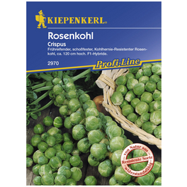 Rosenkohl oleracea Brassica