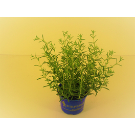Rosmarin hängend, Rosmarinus officinalis »Riviera«, aktuelle Pflanzenhöhe ca.: 15 cm, im Topf Rosmarin hängend, Rosmarinus officinalis »Riviera«, aktuelle Pflanzenhöhe ca.: 15 cm, im Topf