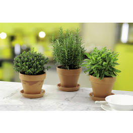 Rosmarin, Rosmarinus officinalis, aktuelle Pflanzenhöhe ca.: 25 cm, im Topf