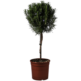 Rosmarin, Rosmarinus officinalis, aktuelle Pflanzenhöhe ca.: 80 cm