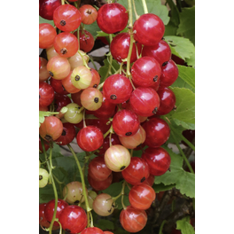 Rote Johannisbeere, Ribes rubrum »Rolan«, Frucht: rot, zum Verzehr geeignet
