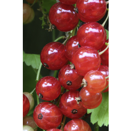 Rote Johannisbeere, Ribes rubrum »Rondom«, Frucht: rot, zum Verzehr geeignet