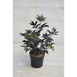 Rotlaubiger Holunder, Sambucus nigra »Black Beauty®«, Blätter: dunkelrot, Blüten: rosa