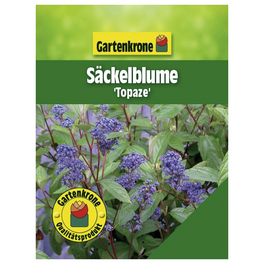 Säckelblume, Ceanothus delilianus »Topaze«, Blätter: grün, Blüten: blau