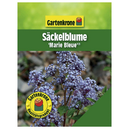 Säckelblume, Ceanothus pallidus »Marie Bleue«, Blätter: grün, Blüten: blau