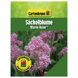 Säckelblume, Ceanothus pallidus »Marie Rose«, Blätter: grün, Blüten: blau
