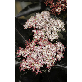 Säulenförmiger Schwarzer Holunder, Sambucus nigra »Black Tower«, Blätter: lila, Blüten: rosa