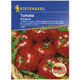 Salat-Tomate lycopersicum Solanum »Harzfeuer«
