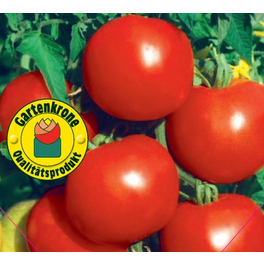 Salattomate lycopersicum Solanum »Diplom«