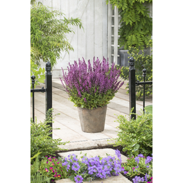 Salbei »Salvia nemorosa Rose Dimension«, rosa, winterhart