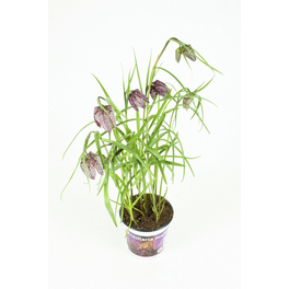 Schachbrettblume, Fritillaria meleagris, bis 20 cm Schachbrettblume, Fritillaria meleagris, bis 20 cm