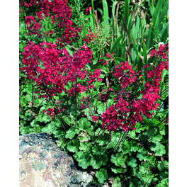 Schattenpflanze »Heuchera sanguinea, grünlaubig«, rot, winterhart