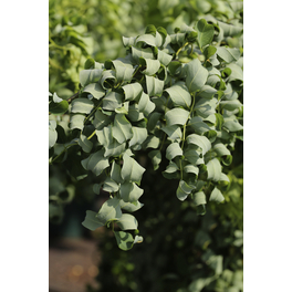Scheinakazien-Stamm, Robinia pseudoacacia »Twistiy Baby«, Blätter: grün, Blüten: weiß