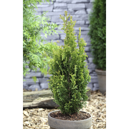 Schmaler Säulenlebensbaum, Thuja occidentalis »Degroot Spire«, grün, max. Wuchshöhe: 300 cm