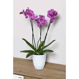 Schmetterlingsorchidee, Phalaenopsis hybride, Blüte: mehrfarbig