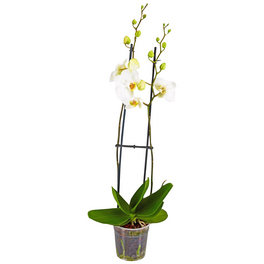 Schmetterlingsorchidee, Phalaenopsis hybride, Blüte: weiß, im Topf