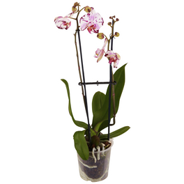 Schmetterlingsorchidee, Phalaenopsis hybride, Blüte: zweifarbig, im Topf