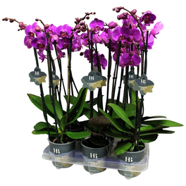 Schmetterlingsorchidee, Phalaenopsis Hybriden, Blüte: violett