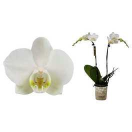 Schmetterlingsorchidee, Phalaenopsis Hybriden, Blüte: weiß