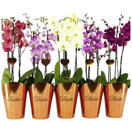 Schmetterlingsorchidee, Phalaenopsis Hybriden »Duetto«, Blüte: zweifarbig